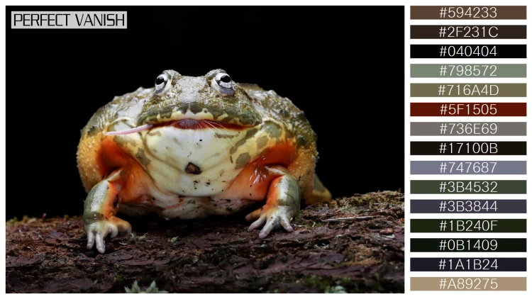 カエルの無料配色パターン 15 フリー african bullfrog closeup