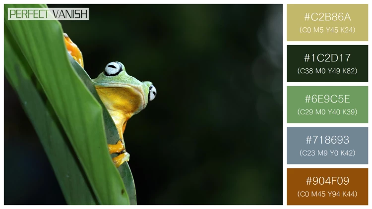 カエルの無料配色パターン 5 フリー flying frog closeup