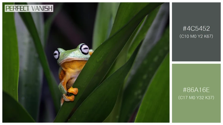 カエルの無料配色パターン 2 フリー flying frog closeup