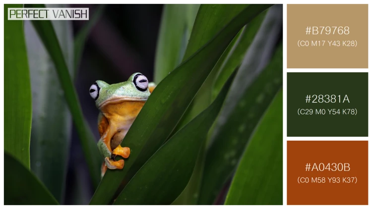カエルの無料配色パターン 3 フリー flying frog closeup