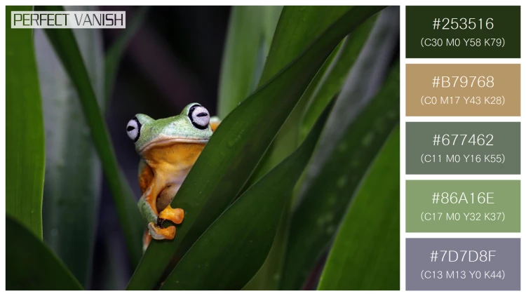 カエルの無料配色パターン 5 フリー flying frog closeup