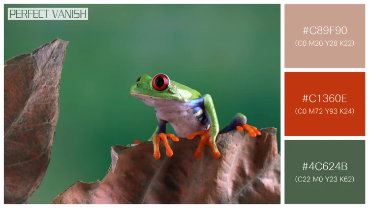 カエルの無料配色パターン 3 フリー redeyed tree frog