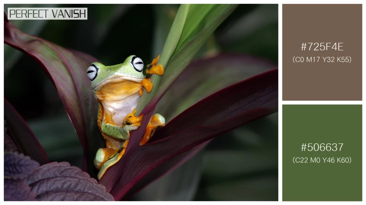 カエルの無料配色パターン 2 フリー flying frog closeup