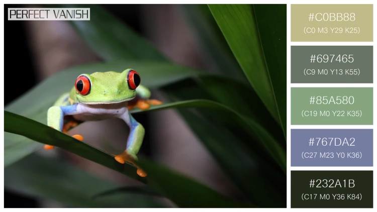 カエルの無料配色パターン 5 フリー redeyed tree frog