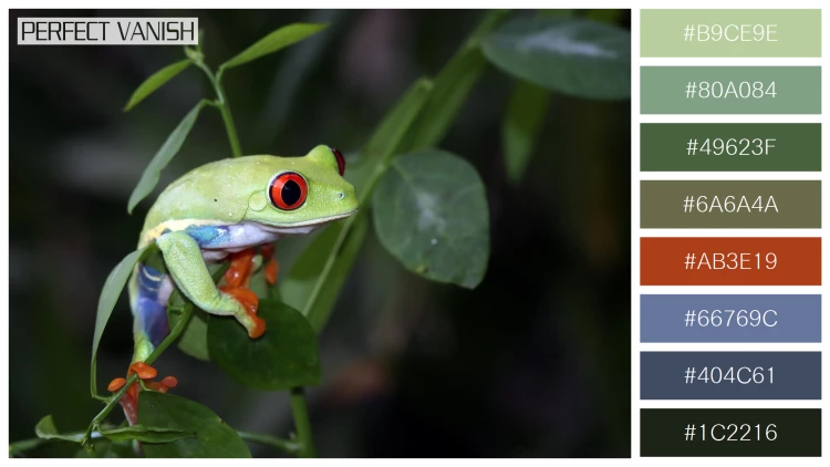 カエルの無料配色パターン 8 フリー redeyed tree frog