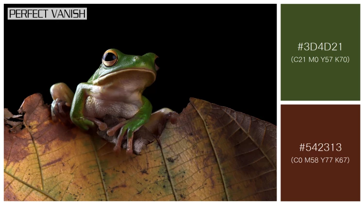 カエルの無料配色パターン 2 フリー whitelipped tree frog