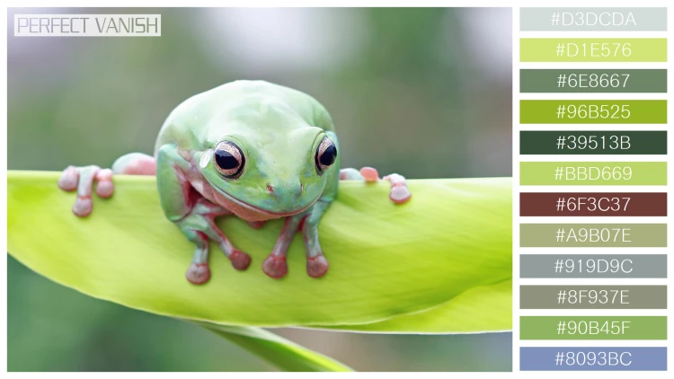 カエルの無料配色パターン 12 フリー dumpy frog litoria