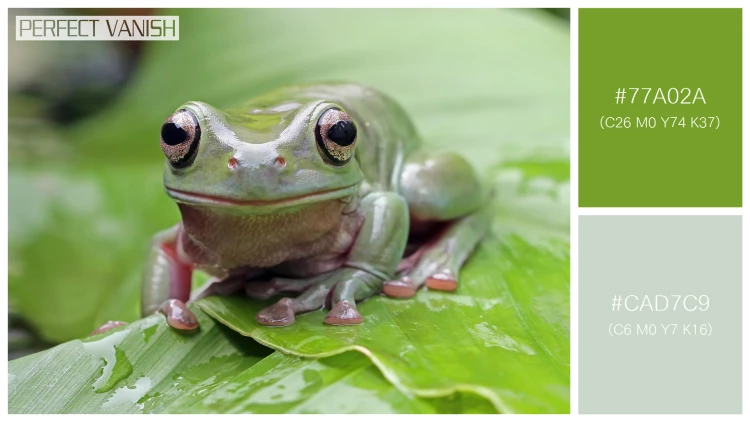 カエルの無料配色パターン 2 フリー dumpy frog litoria