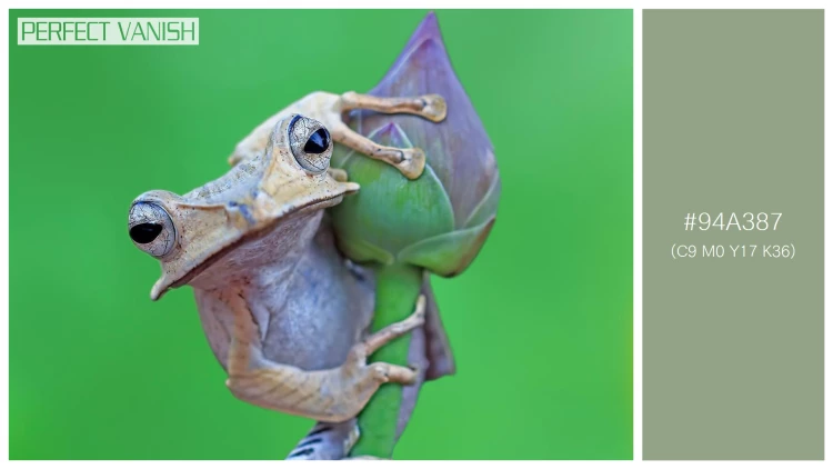 カエルの無料配色パターン 1 フリー borneo eared frog