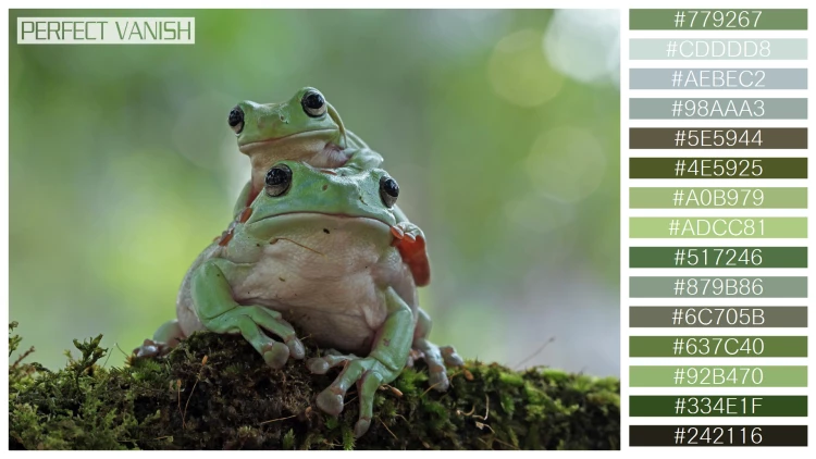 カエルの無料配色パターン 15 フリー dumpy frog litoria
