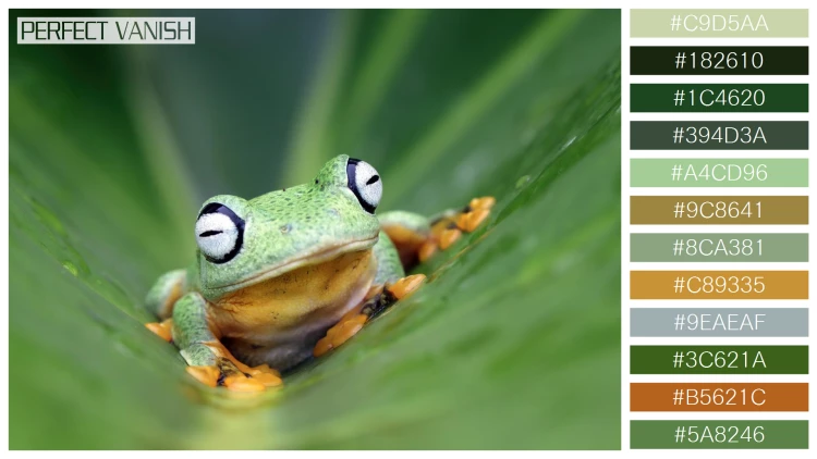 カエルの無料配色パターン 12 フリー flying frog closeup