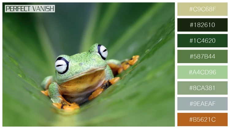カエルの無料配色パターン 8 フリー flying frog closeup