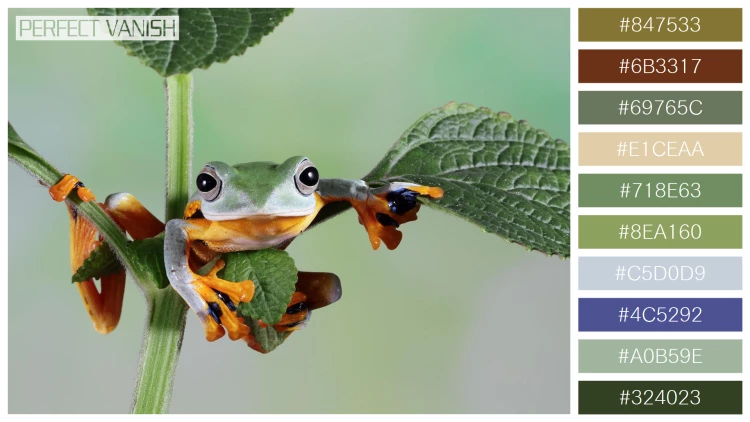 カエルの無料配色パターン 10 フリー flying frog closeup