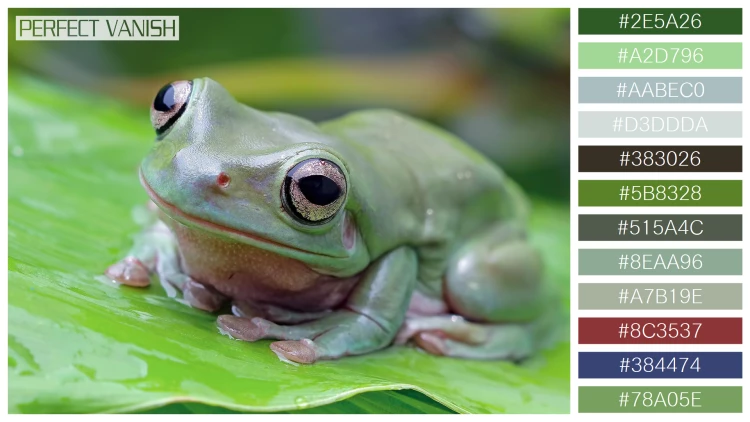 カエルの無料配色パターン 12 フリー dumpy frog litoria