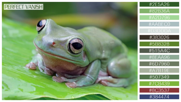 カエルの無料配色パターン 15 フリー dumpy frog litoria