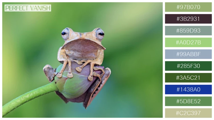 カエルの無料配色パターン 10 フリー borneo eared frog