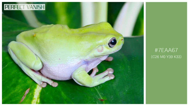 カエルの無料配色パターン 1 フリー green frog