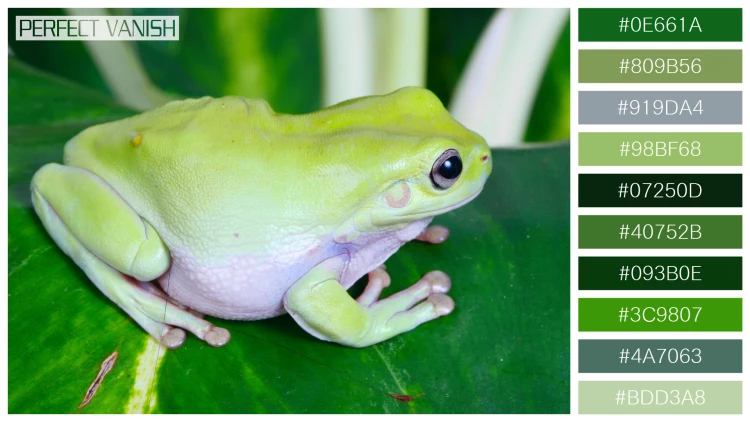 カエルの無料配色パターン 10 フリー green frog