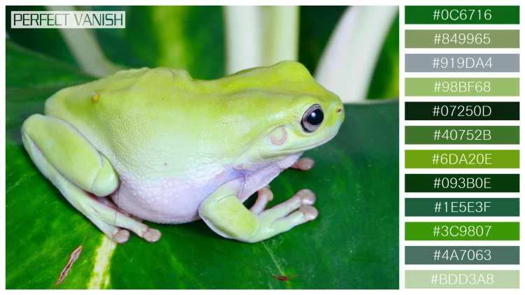 カエルの無料配色パターン 12 フリー green frog