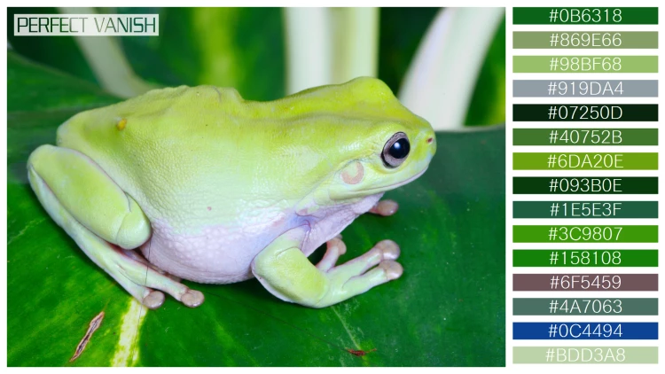 カエルの無料配色パターン 15 フリー green frog