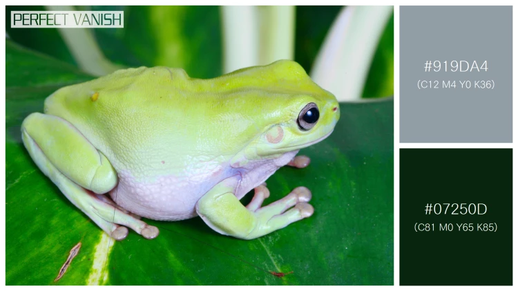 カエルの無料配色パターン 2 フリー green frog