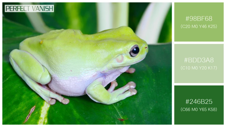 カエルの無料配色パターン 3 フリー green frog