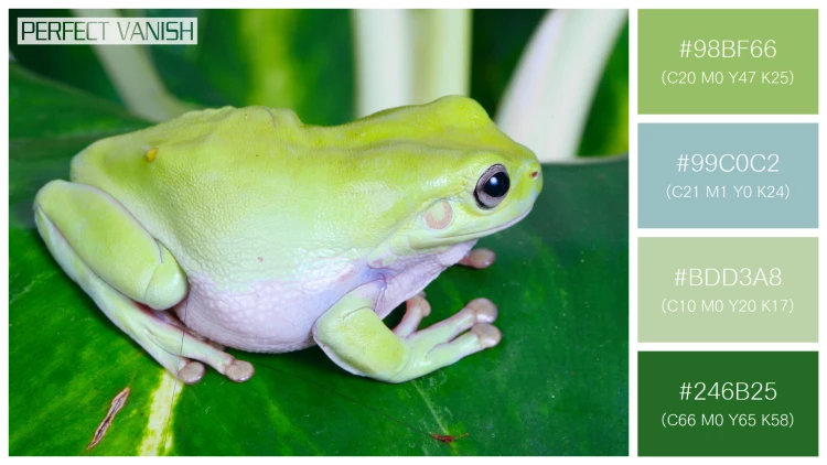 カエルの無料配色パターン 4 フリー green frog