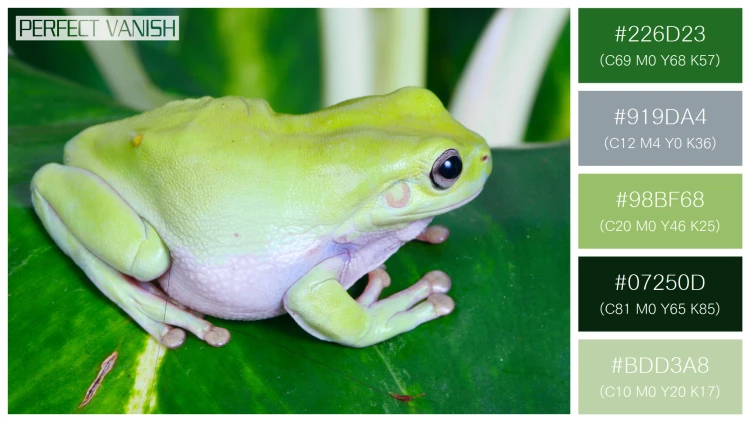 カエルの無料配色パターン 5 フリー green frog