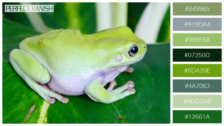 カエルの無料配色パターン 8 フリー green frog