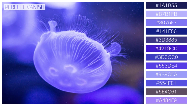 透明感漂うクラゲの無料配色パターン 12色 フリー purple jellyfish closeup