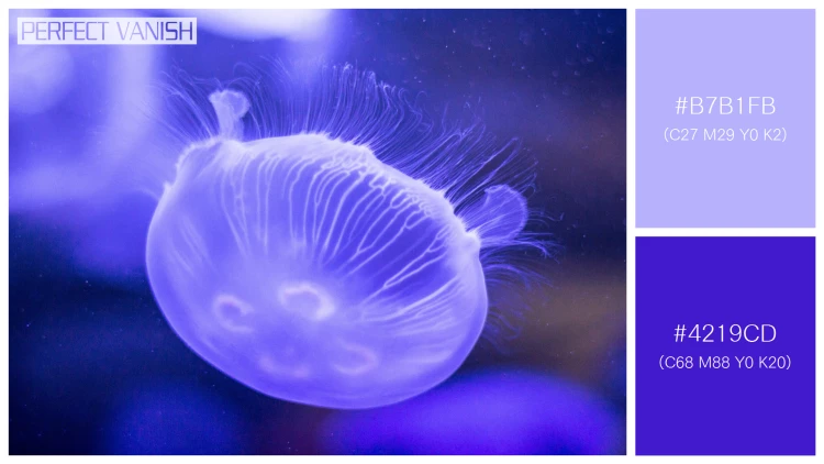 透明感漂うクラゲの無料配色パターン 2色 フリー purple jellyfish closeup