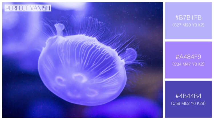 透明感漂うクラゲの無料配色パターン 3色 フリー purple jellyfish closeup