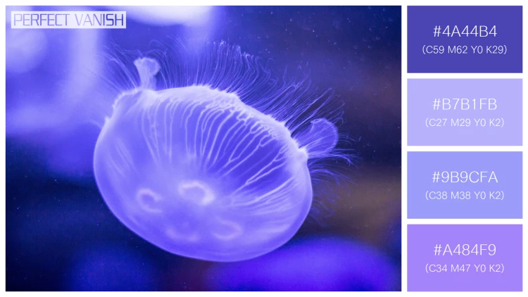 透明感漂うクラゲの無料配色パターン 4色 フリー purple jellyfish closeup