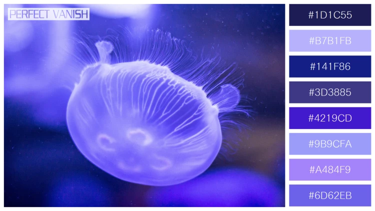 透明感漂うクラゲの無料配色パターン 8色 フリー purple jellyfish closeup