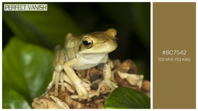 カエルの無料配色パターン 1 フリー cute frog sitting