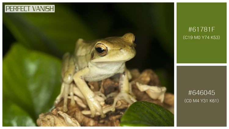カエルの無料配色パターン 2 フリー cute frog sitting