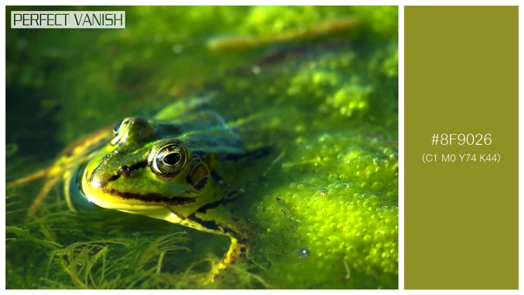 カエルの無料配色パターン 1 フリー frog swimming