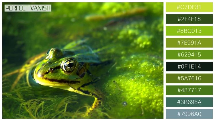 カエルの無料配色パターン 10 フリー frog swimming