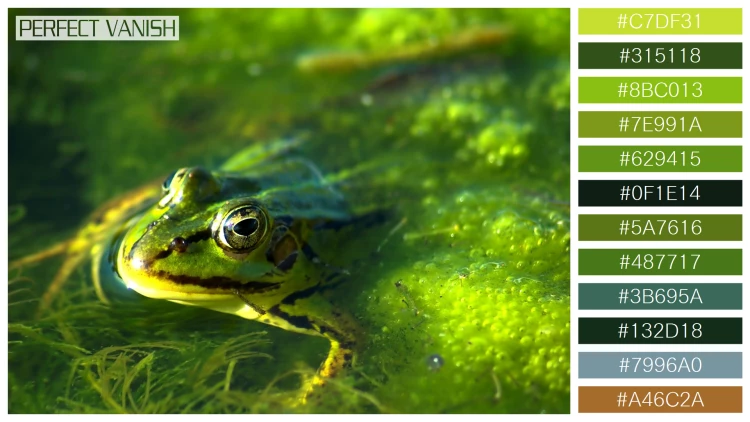 カエルの無料配色パターン 12 フリー frog swimming