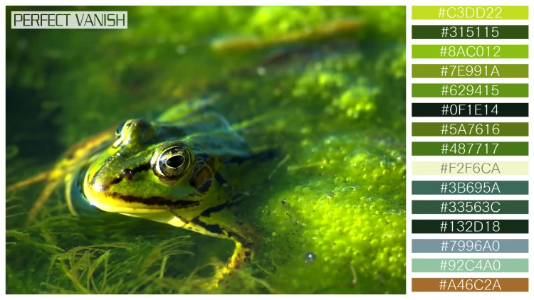 カエルの無料配色パターン 15 フリー frog swimming