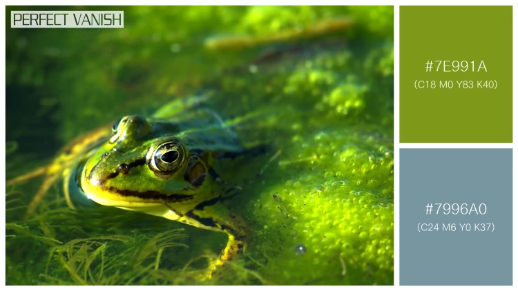 カエルの無料配色パターン 2 フリー frog swimming