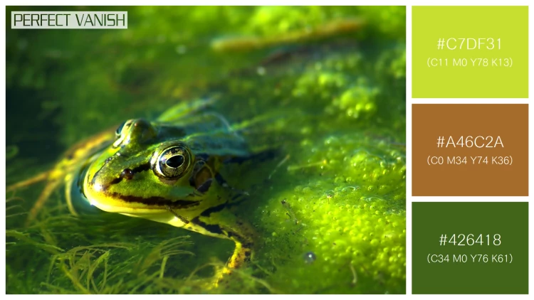 カエルの無料配色パターン 3 フリー frog swimming