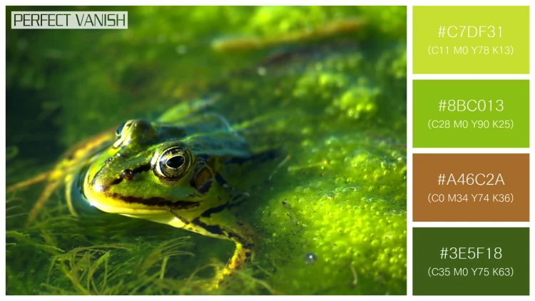 カエルの無料配色パターン 4 フリー frog swimming
