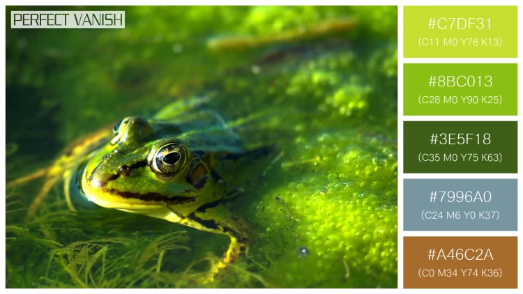 カエルの無料配色パターン 5 フリー frog swimming