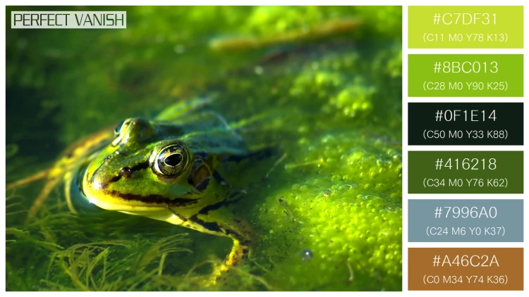 カエルの無料配色パターン 6 フリー frog swimming