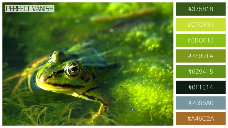 カエルの無料配色パターン 8 フリー frog swimming