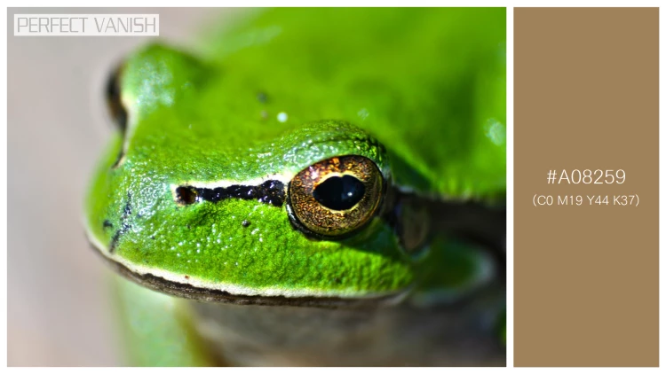 カエルの無料配色パターン 1 フリー close up frog