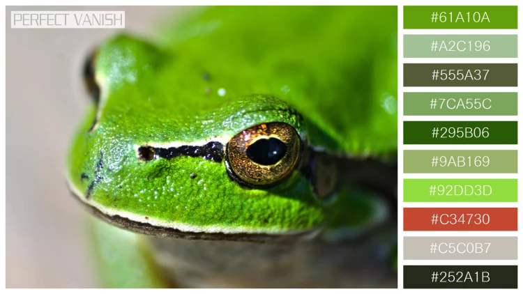 カエルの無料配色パターン 10 フリー close up frog