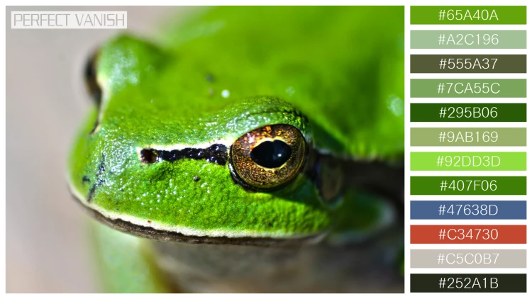 カエルの無料配色パターン 12 フリー close up frog