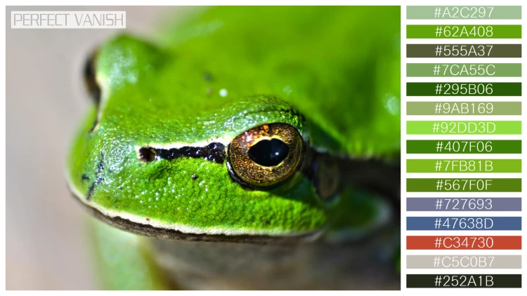 カエルの無料配色パターン 15 フリー close up frog